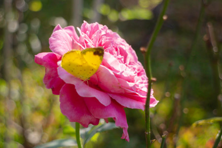 Romantic lovely pink rose background, stock photoの写真素材