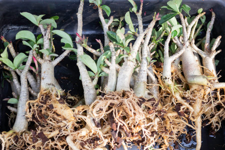 Spring flowers beautiful pot decorate in blossom show, stock photoの写真素材