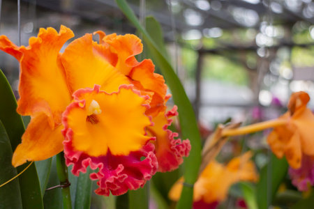 Spring flowers beautiful pot decorate in blossom show, stock photoの写真素材