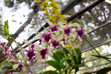 Spring flowers beautiful pot decorate in blossom showの写真素材