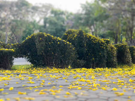 Yellow flower blossom on the road in the park at Thailand.