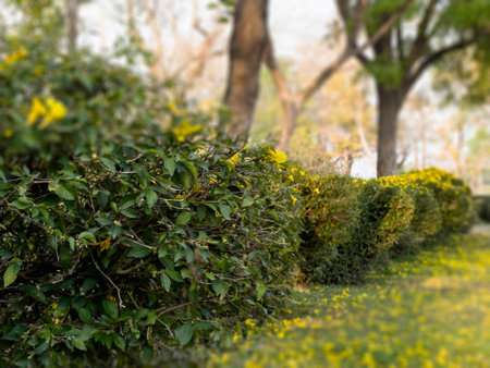 Green hedge with yellow flowers in the park, closeup of photo