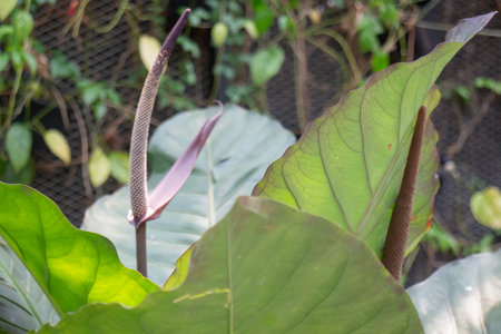 Tropical leaves in the botanical garden, stock image.
