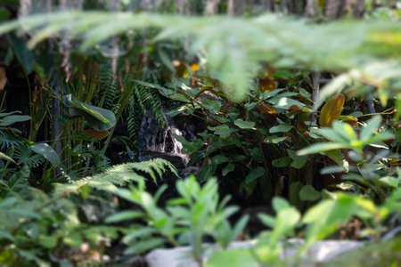 Tropical forest in the rainforest of island Borneo.