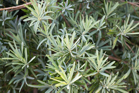 Shop on a plant and gardening market, stock photoの写真素材