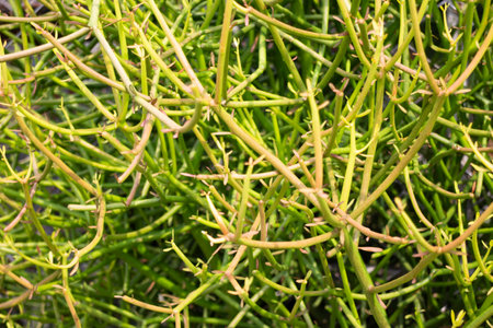 Shop on a plant and gardening market, stock photoの写真素材