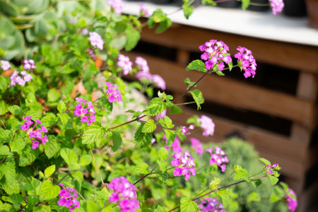 Shop on a plant and gardening market, stock photo