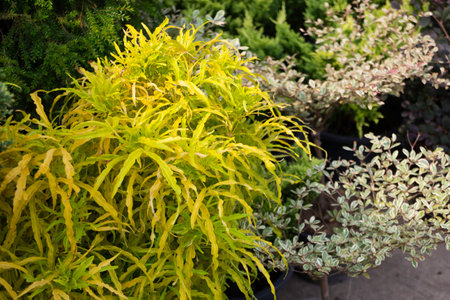 Shop on a plant and gardening market, stock photoの写真素材