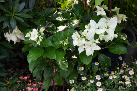 Shop on a plant and gardening market, stock photoの写真素材