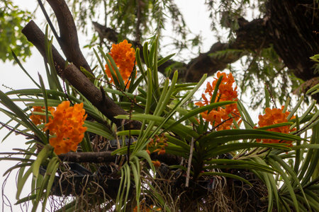 Shop on a plant and gardening market, stock photo