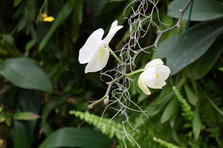 Shop on a plant and gardening market, stock photoの写真素材