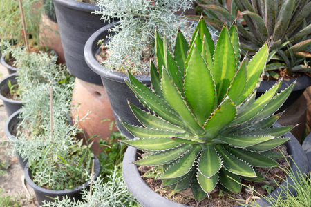 Shop on a plant and gardening market, stock photoの写真素材