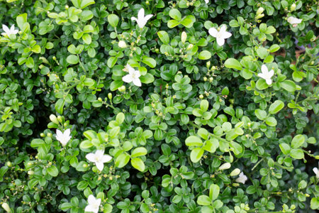 Variety of plants and flowers at flower market, stock photo