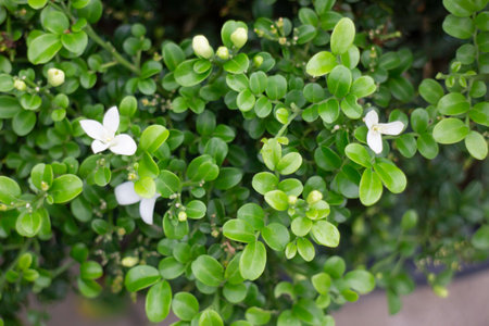Variety of plants and flowers at flower market, stock photo