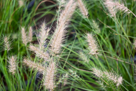 blur image of green leaf background in garden at day time.