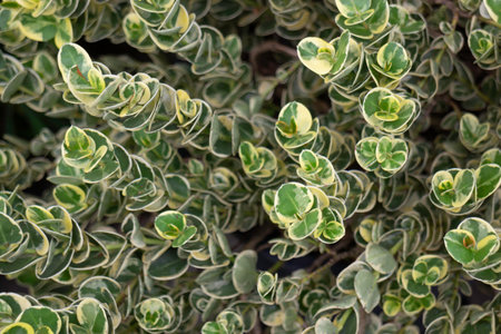 Green leaves background. Green leaves background. Green leaves texture background.