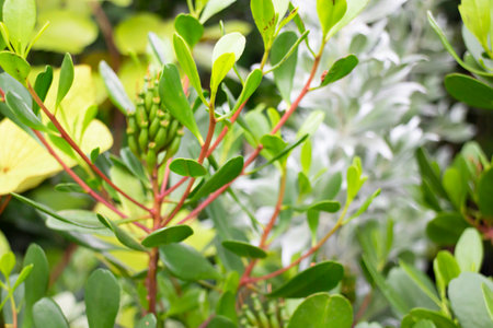 Variety of plants and flowers at flower market, stock photoの写真素材