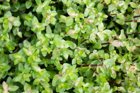 Variety of plants and flowers at flower market, stock photoの写真素材