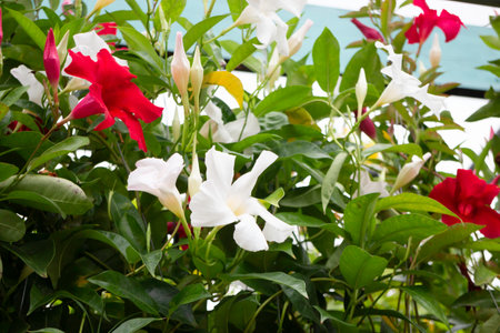 Variety of plants and flowers at flower market, stock photoの写真素材