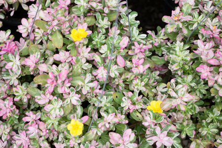 Variety of plants and flowers at flower market, stock photoの写真素材