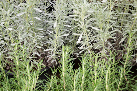 Variety of plants and flowers at flower market, stock photoの写真素材
