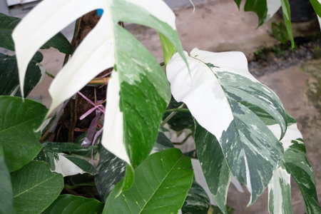Variety of plants and flowers at flower market, stock photoの写真素材