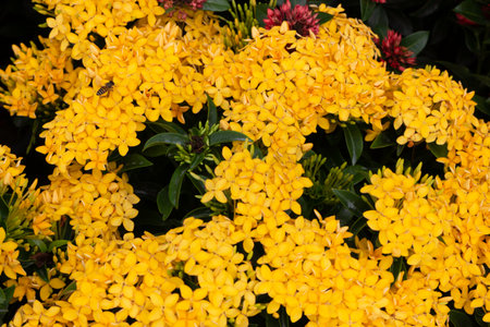Variety of plants and flowers at flower market, stock photoの写真素材