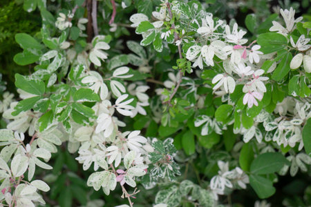 Variety of plants and flowers at flower market, stock photoの写真素材