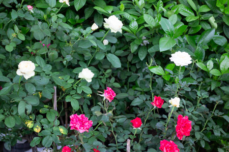 Variety of plants and flowers at flower market, stock photoの写真素材