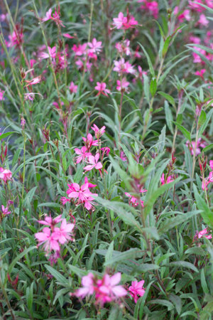 Variety of plants and flowers at flower market, stock photoの写真素材