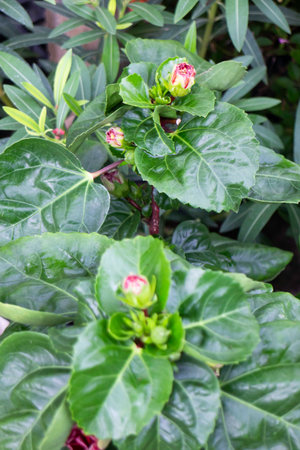 Variety of plants and flowers at flower market, stock photoの写真素材