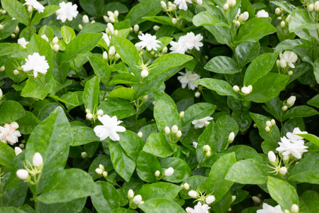 Variety of plants and flowers at flower market, stock photoの写真素材