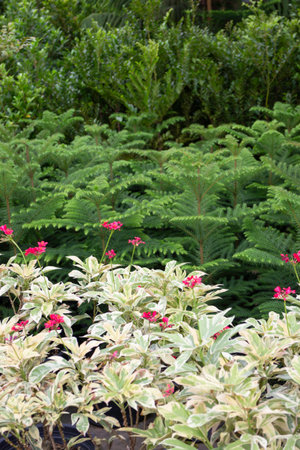 Variety of plants and flowers at flower market, stock photoの写真素材
