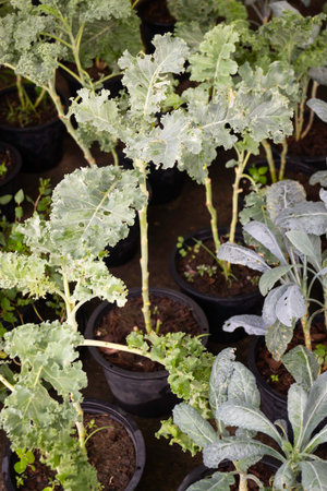 Variety of plants at flower market, stock photo