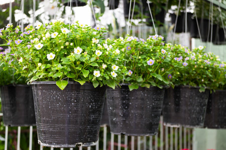 Variety of plants and flowers at flower market, stock photoの写真素材