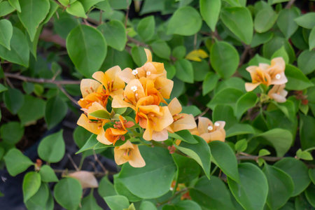 Variety of plants and flowers at flower market, stock photoの写真素材