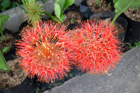 Variety of plants and flowers at flower market, stock photoの写真素材
