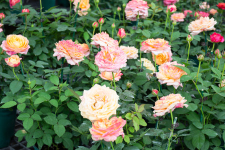 Variety of plants and flowers at flower market, stock photoの写真素材
