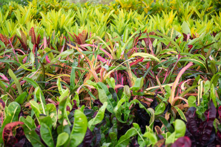 Variety of plants and flowers at flower market, stock photoの写真素材