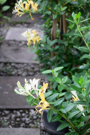 Variety of plants and flowers in an outdoor garden setting, stock photoの写真素材