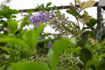 Variety of plants and flowers at flower market, stock photoの写真素材