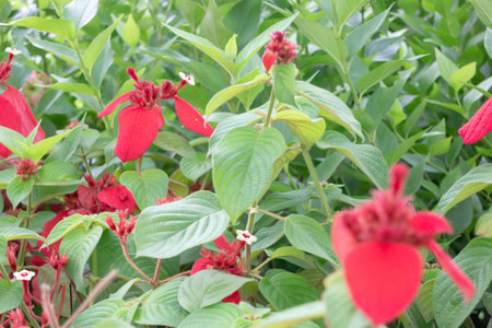 Variety of plants and flowers at flower market, stock photo