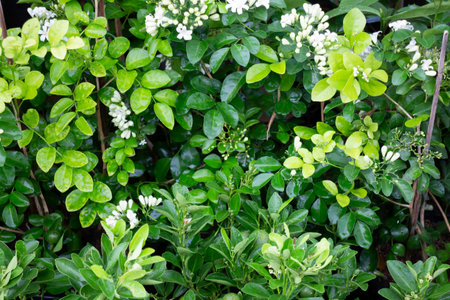 Variety of plants and flowers at flower market, stock photo