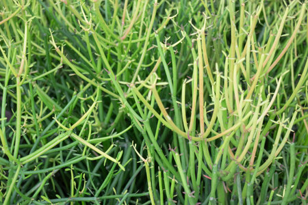 Variety of plants at flower market, stock photoの写真素材