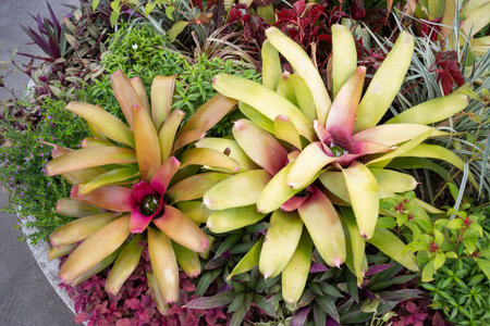 Variety of plants and flowers at flower market, stock photoの写真素材