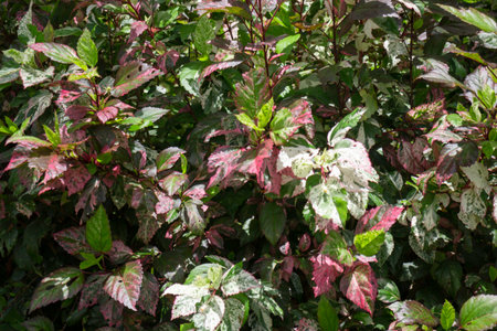 Variety of plants and flowers at flower market, stock photoの写真素材