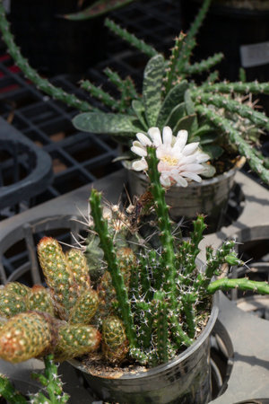 Variety of plants and flowers at flower market, stock photoの写真素材