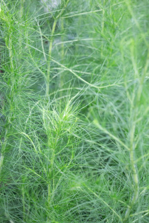 Variety of plants and flowers at flower market, stock photoの写真素材