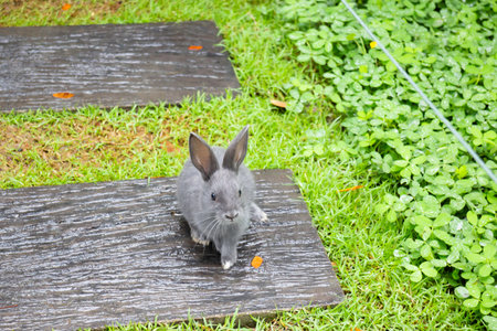 Baby rabbit on grass outdoor summer day, stock photoの写真素材