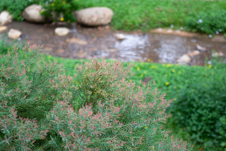 Decorative bushes on small creek garden, stock photoの写真素材